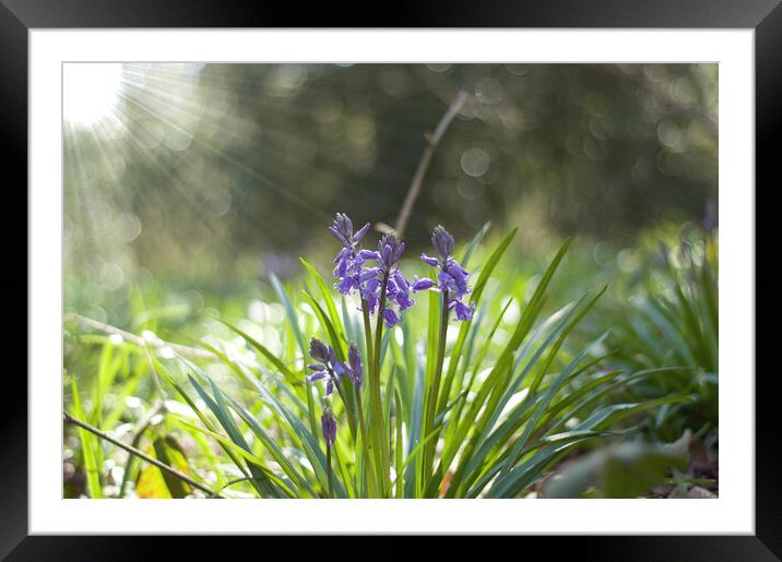 spring bluebells with sunburst Framed Mounted Print by Ollie Hully