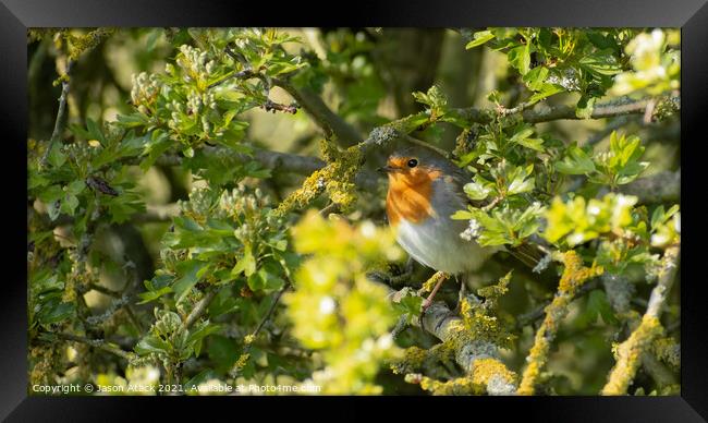 Robin Framed Print by Jason Atack