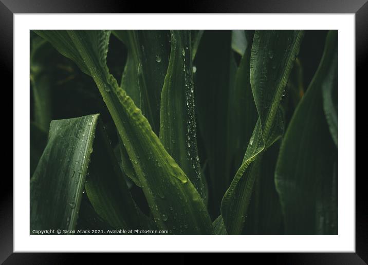 Plant leaves Framed Mounted Print by Jason Atack