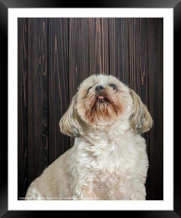 Animal dog Framed Mounted Print by Jason Atack