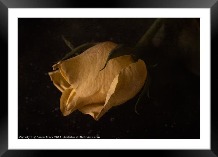 Yellow Rose Framed Mounted Print by Jason Atack