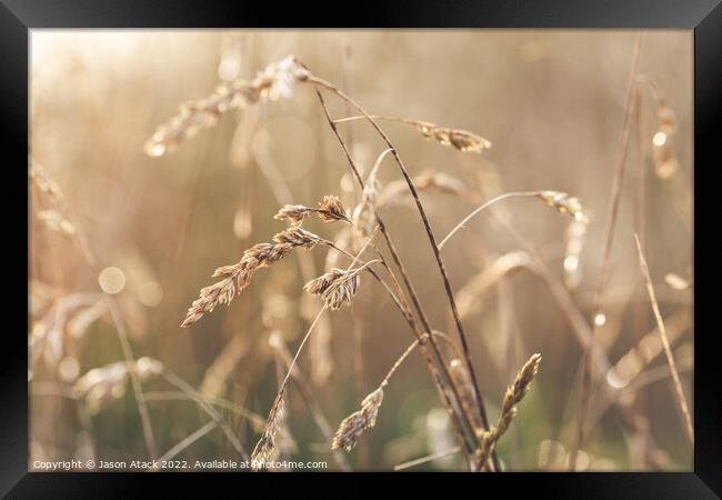 Plant flower Framed Print by Jason Atack