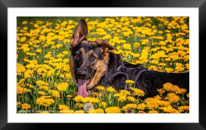 A dog lying on a flower Framed Mounted Print by Jason Atack