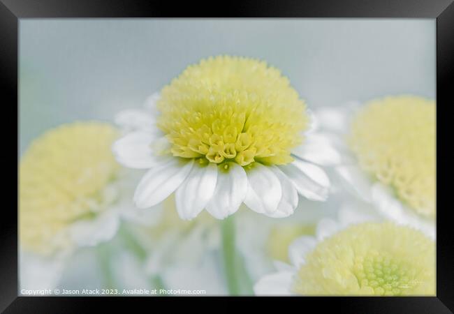 Plant flower Framed Print by Jason Atack