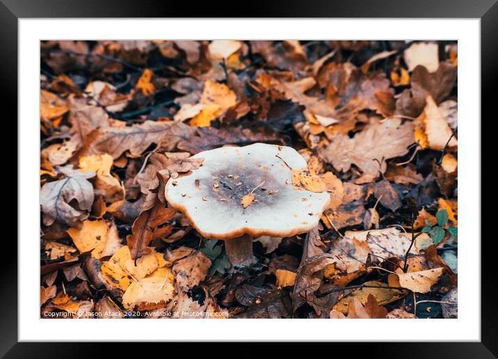 Fungi Framed Mounted Print by Jason Atack