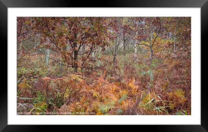 Autumn woodland Framed Mounted Print by Jason Atack