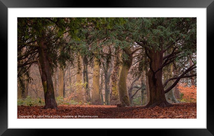 Autumn Woodland Trees Framed Mounted Print by Jason Atack