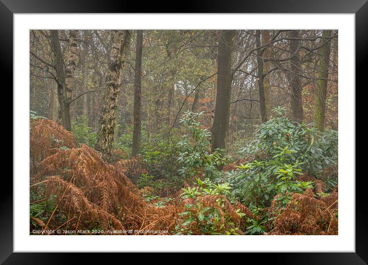 Misty woodland Framed Mounted Print by Jason Atack