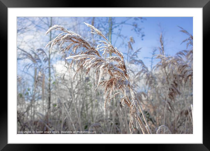 Plant tree Framed Mounted Print by Jason Atack