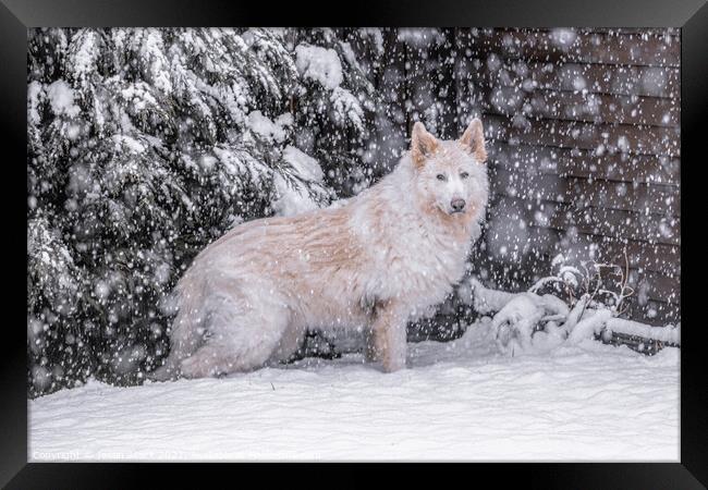 A dog that is covered in snow Framed Print by Jason Atack