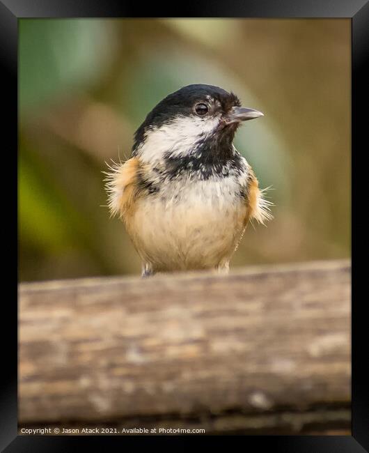 Animal bird Framed Print by Jason Atack