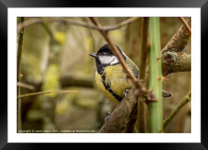 A small bird perched on a tree branch Framed Mounted Print by Jason Atack