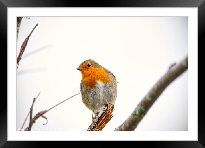 Robin in Autumn Framed Mounted Print by Graham Watters