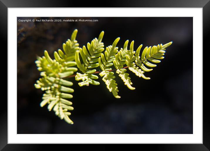 Fern leaves in Tenerife Framed Mounted Print by Paul Richards