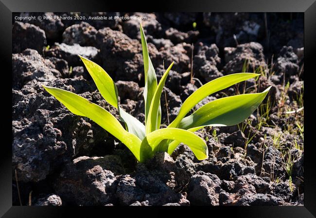 Plant growing up through lava Framed Print by Paul Richards