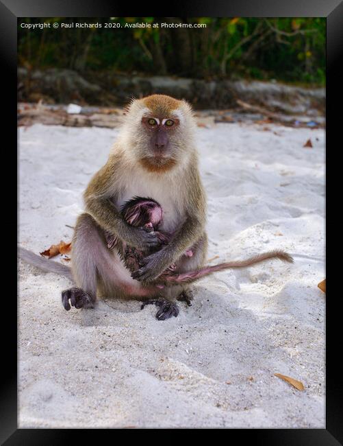 A monkey sitting on a beach, with its baby Framed Print by Paul Richards