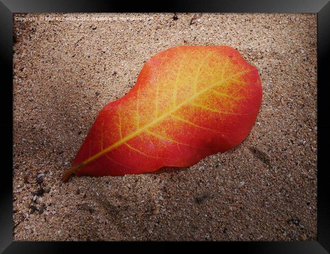 Leaf on a beach Framed Print by Paul Richards