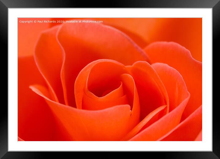 Rose  Framed Mounted Print by Paul Richards