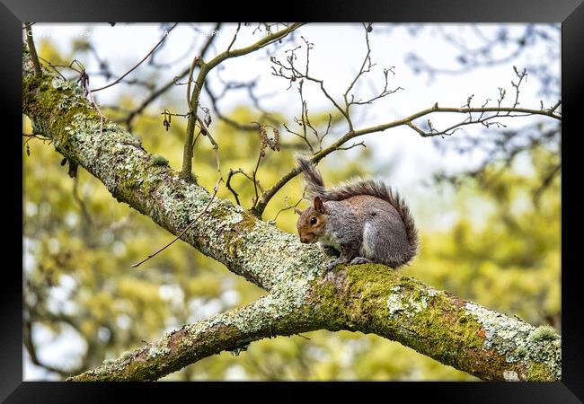 Squirrel Framed Print by Paul Richards