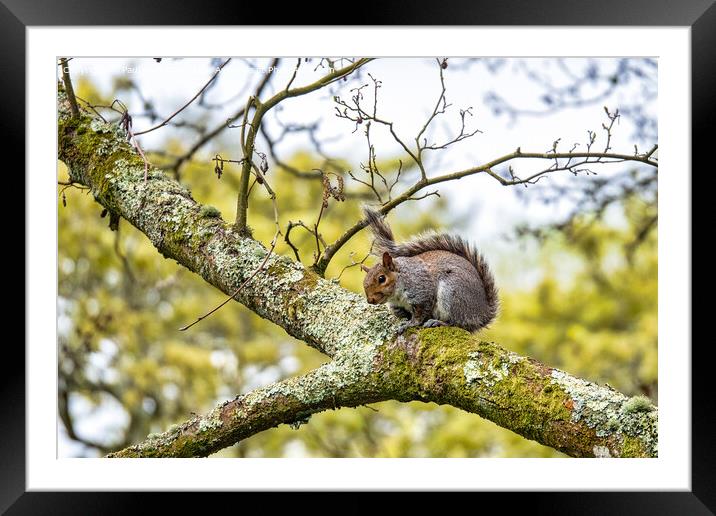 Squirrel Framed Mounted Print by Paul Richards