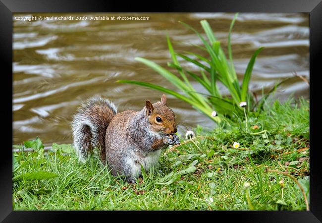 A squirrel standing on grass Framed Print by Paul Richards