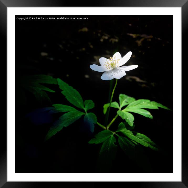 Flower in the sun Framed Mounted Print by Paul Richards