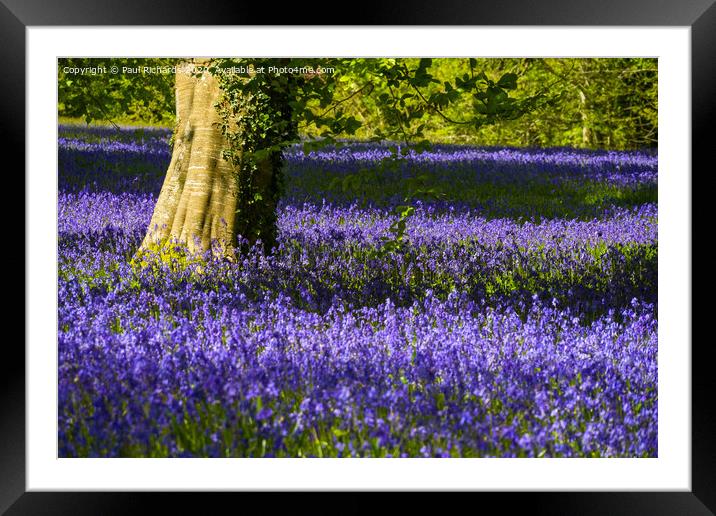 Bluebells Framed Mounted Print by Paul Richards
