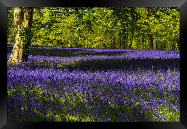 Bluebells Framed Print by Paul Richards