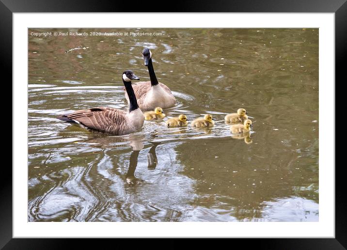 Canada goose family Framed Mounted Print by Paul Richards