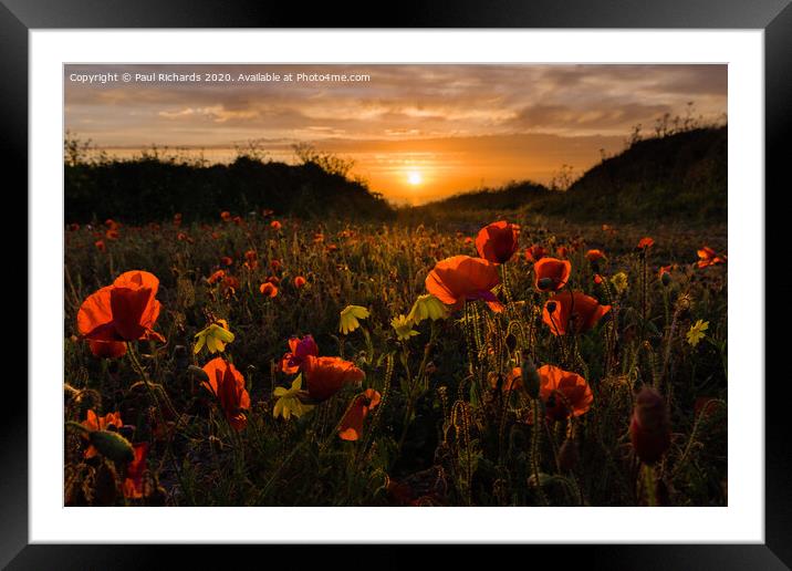 Poppies at sunset Framed Mounted Print by Paul Richards