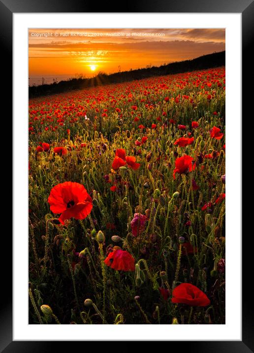 Field of poppies Framed Mounted Print by Paul Richards