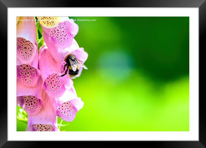 Foxglove Framed Mounted Print by Paul Richards