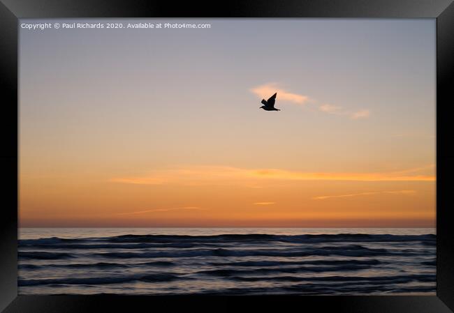Bird and sunset Framed Print by Paul Richards