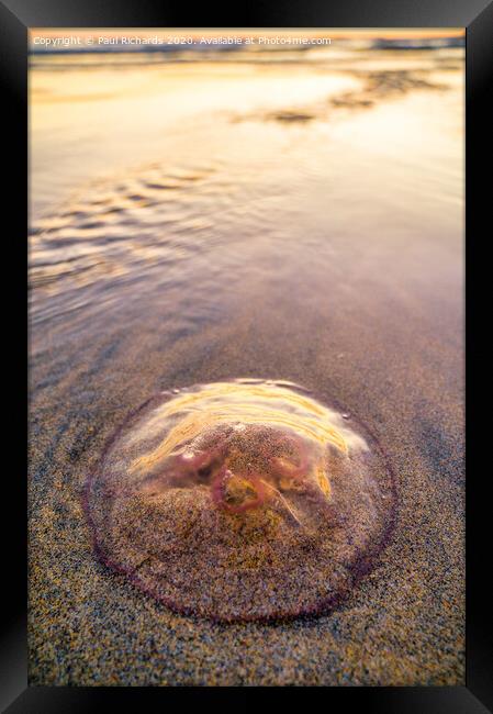 Jellyfish Framed Print by Paul Richards