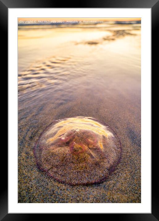 Jellyfish Framed Mounted Print by Paul Richards