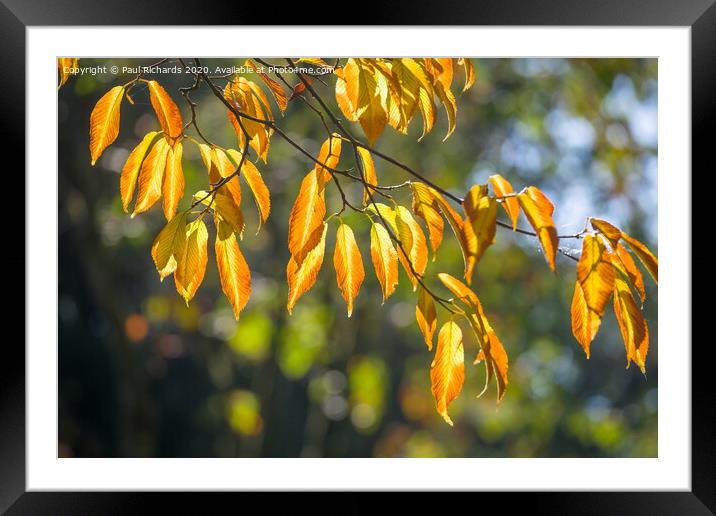 Autumn leaves Framed Mounted Print by Paul Richards