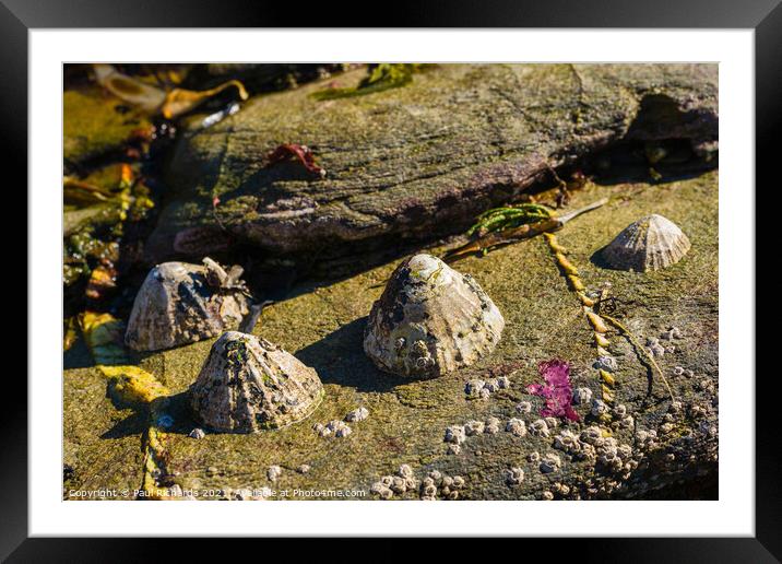 Limpets in the sunshine Framed Mounted Print by Paul Richards