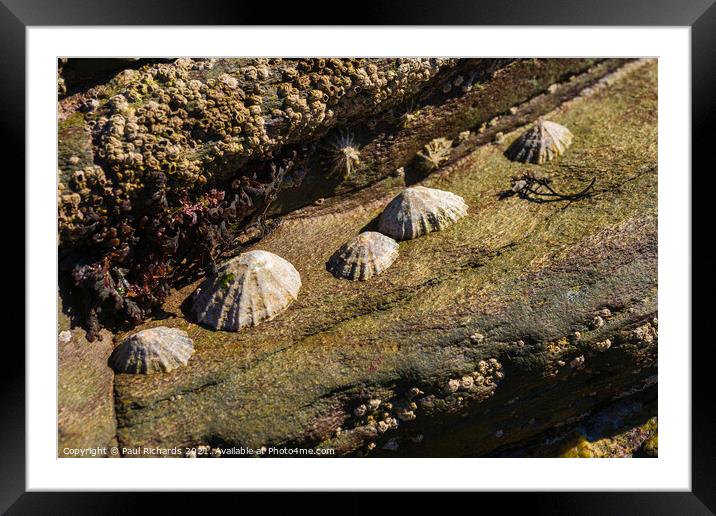 Limpets in the sunshine Framed Mounted Print by Paul Richards