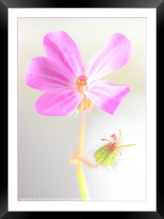 Pink flower Framed Mounted Print by Clare Edmonds