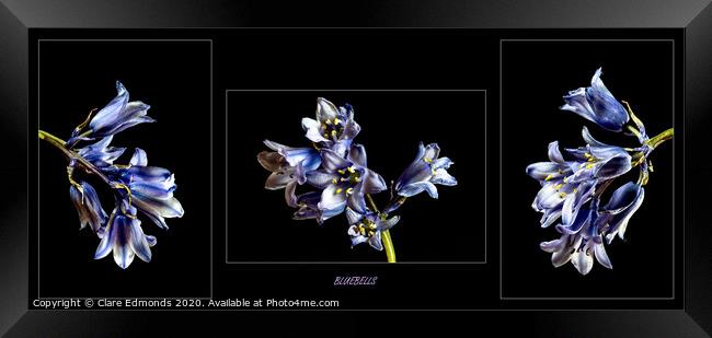 Bluebell triptych Framed Print by Clare Edmonds