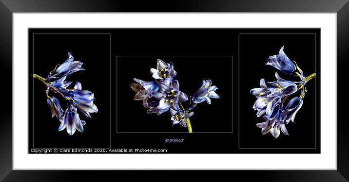 Bluebell triptych Framed Mounted Print by Clare Edmonds