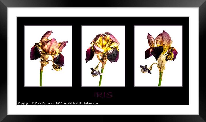 Iris Triptych Framed Mounted Print by Clare Edmonds