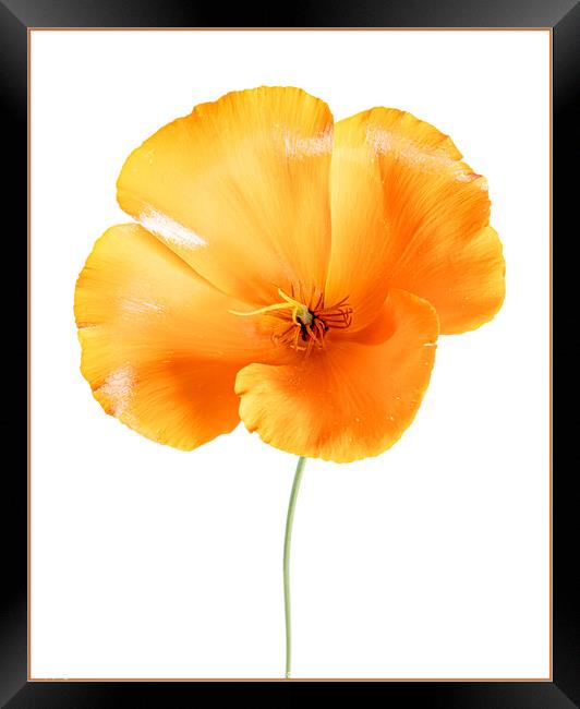 Orange Poppy Framed Print by Clare Edmonds