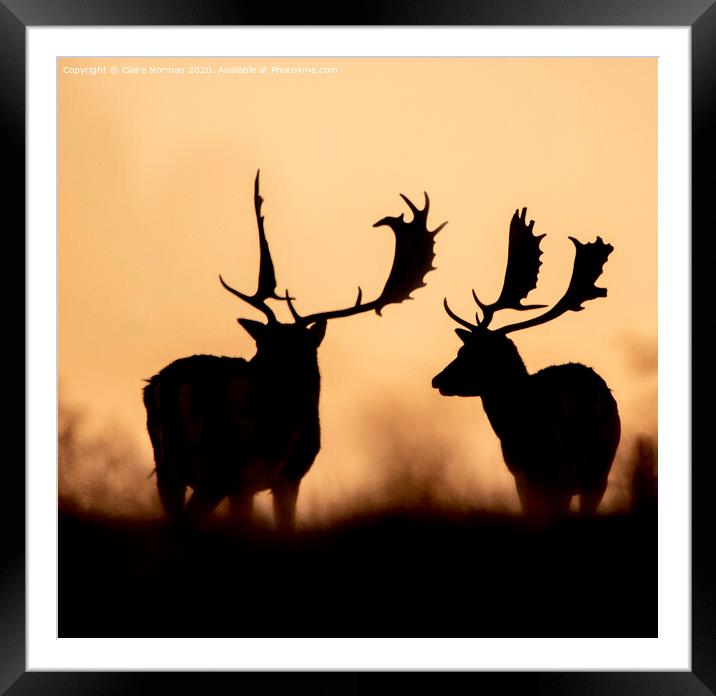 Deer at sunset Framed Mounted Print by Claire Norman