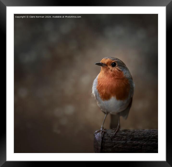 Robin Framed Mounted Print by Claire Norman