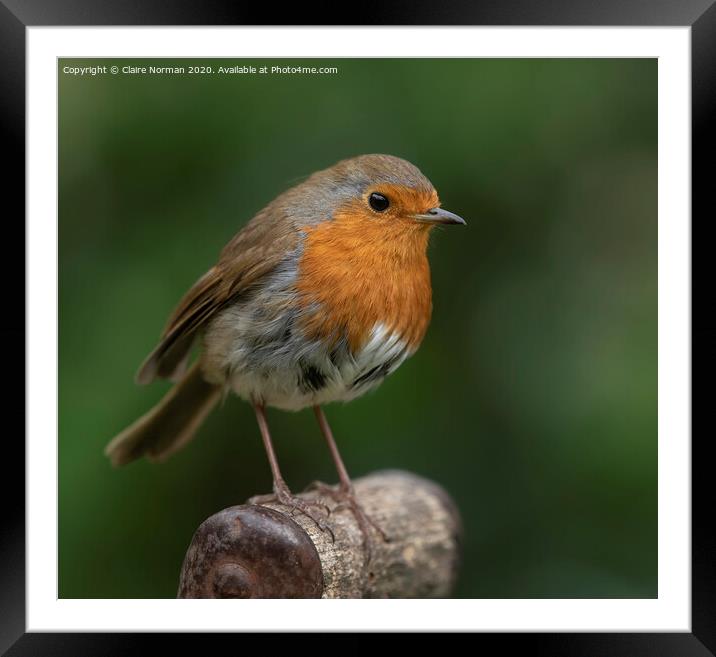 Robin Framed Mounted Print by Claire Norman