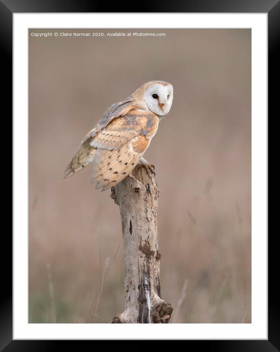 BARN OWL Framed Mounted Print by Claire Norman