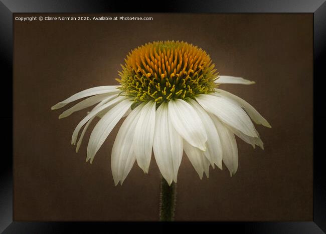 Echinacea cone flower Framed Print by Claire Norman