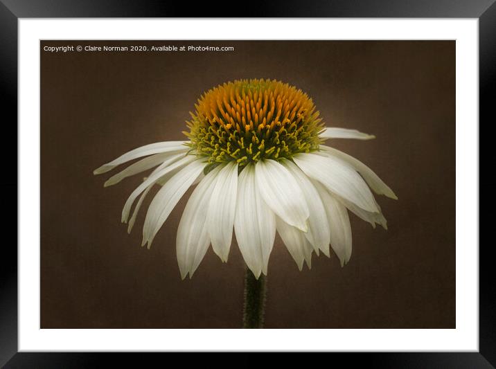 Echinacea cone flower Framed Mounted Print by Claire Norman