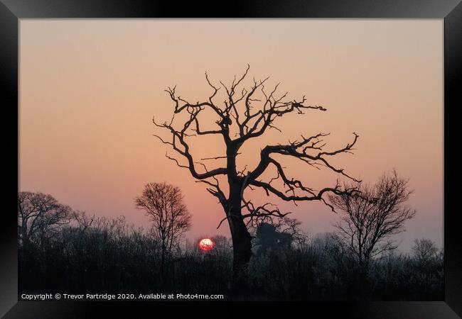 Dead Tree at Dawn Framed Print by Trevor Partridge